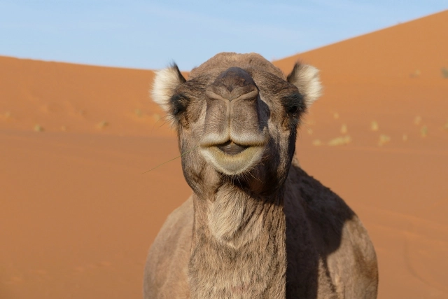 camel in merzouga sahara desert