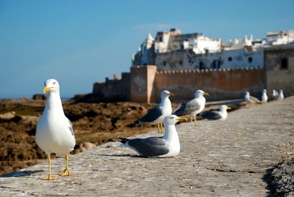 Essaouira birds