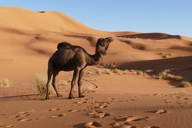 a camel in the Sahara desert